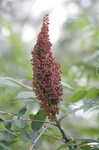 Smooth sumac